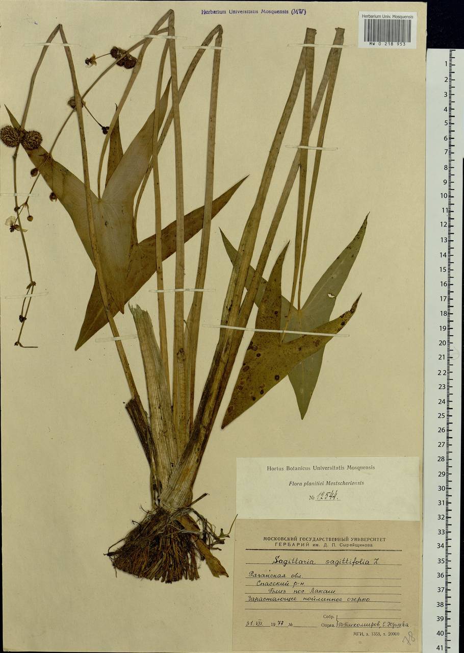 Sagittaria sagittifolia L., Eastern Europe, Central region (E4) (Russia)