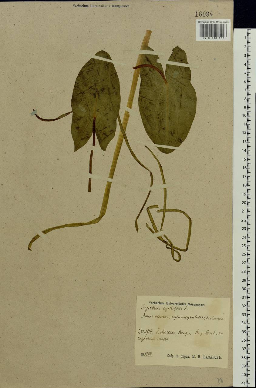 Sagittaria sagittifolia L., Eastern Europe, Central region (E4) (Russia)