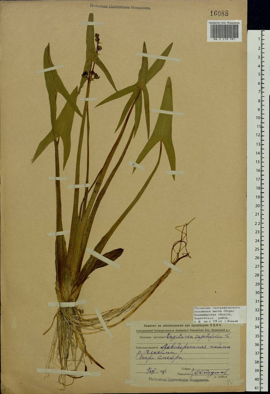 Sagittaria sagittifolia L., Eastern Europe, Central region (E4) (Russia)