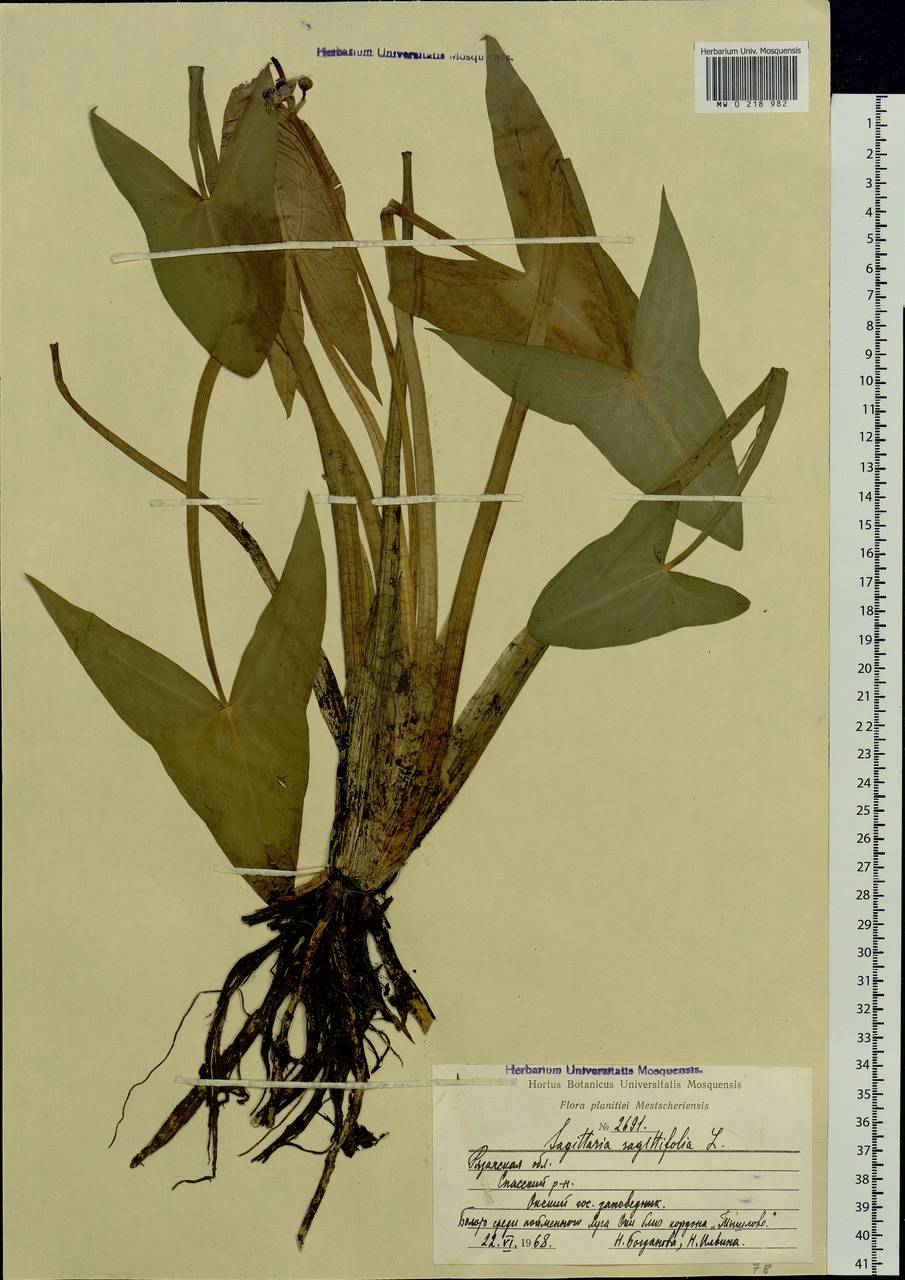 Sagittaria sagittifolia L., Eastern Europe, Central region (E4) (Russia)