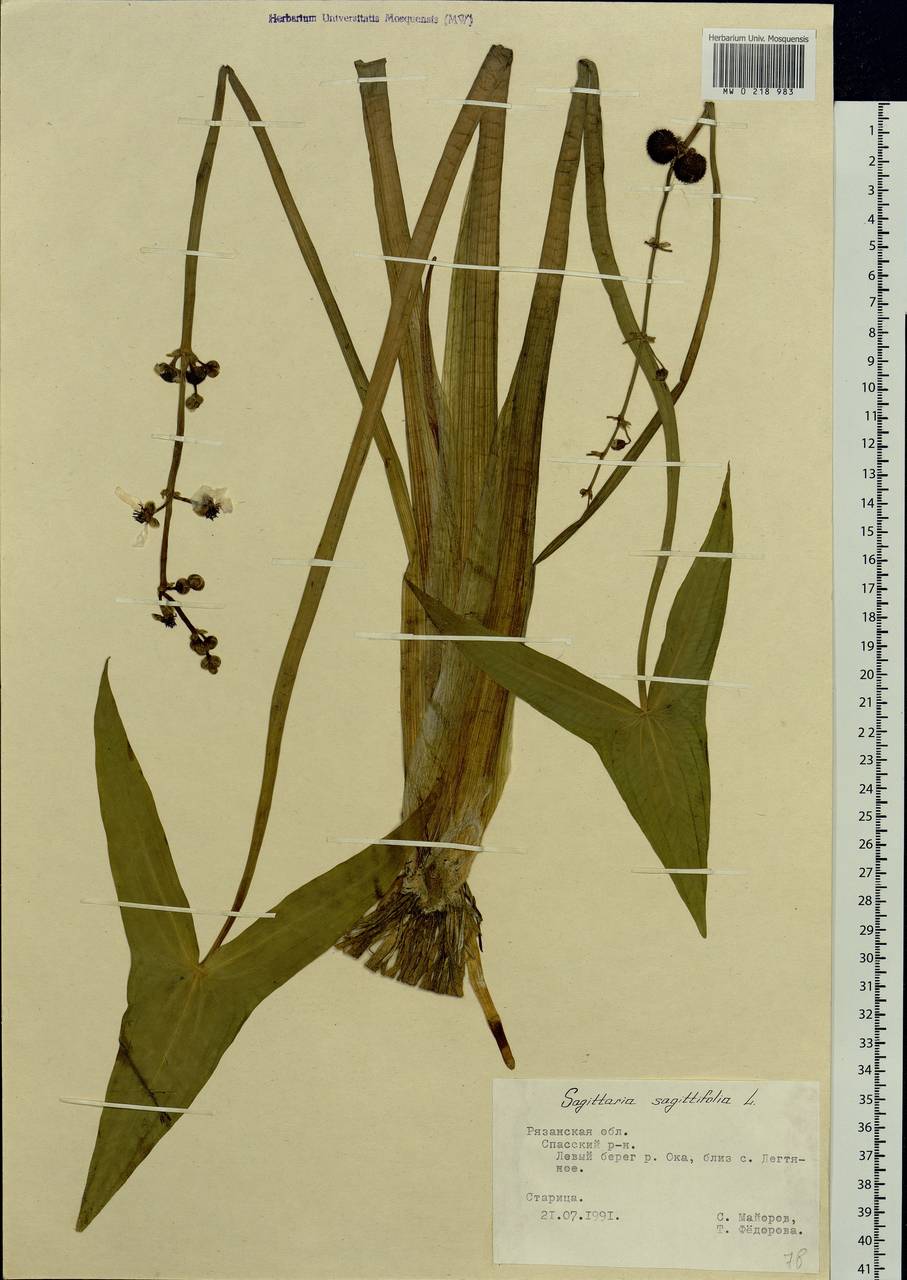 Sagittaria sagittifolia L., Eastern Europe, Central region (E4) (Russia)