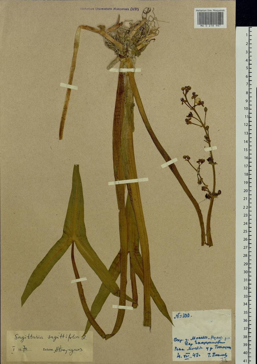 Sagittaria sagittifolia L., Eastern Europe, Moscow region (E4a) (Russia)