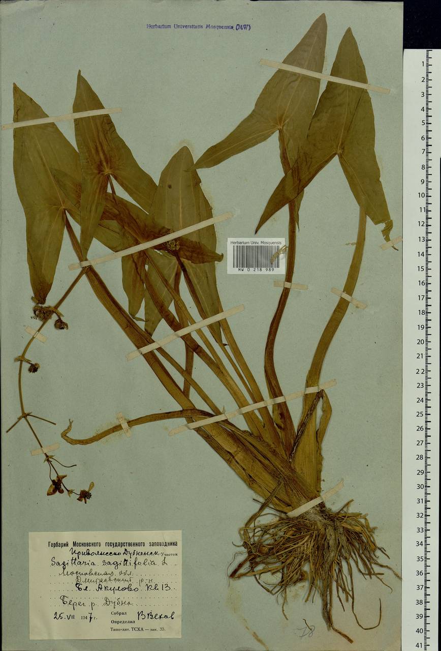 Sagittaria sagittifolia L., Eastern Europe, Moscow region (E4a) (Russia)