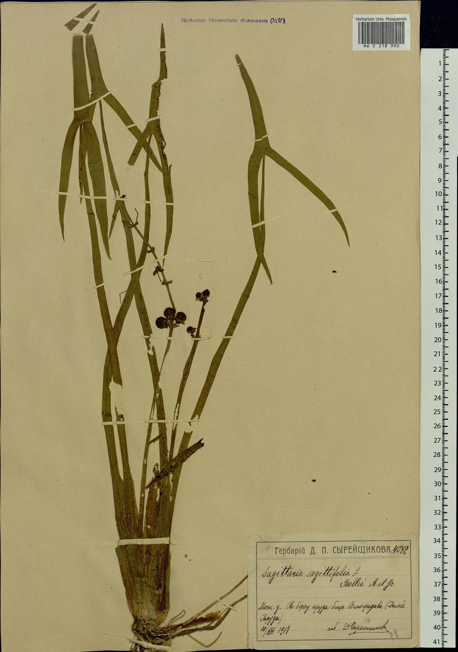 Sagittaria sagittifolia L., Eastern Europe, Moscow region (E4a) (Russia)