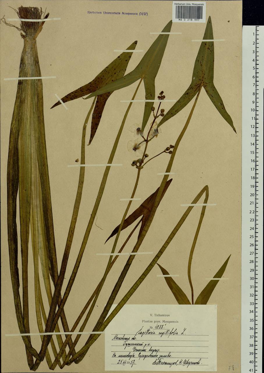 Sagittaria sagittifolia L., Eastern Europe, Moscow region (E4a) (Russia)