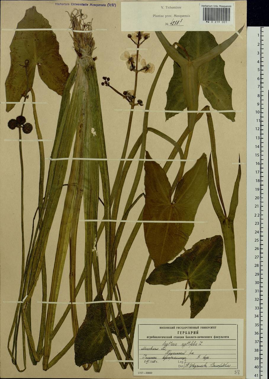 Sagittaria sagittifolia L., Eastern Europe, Moscow region (E4a) (Russia)