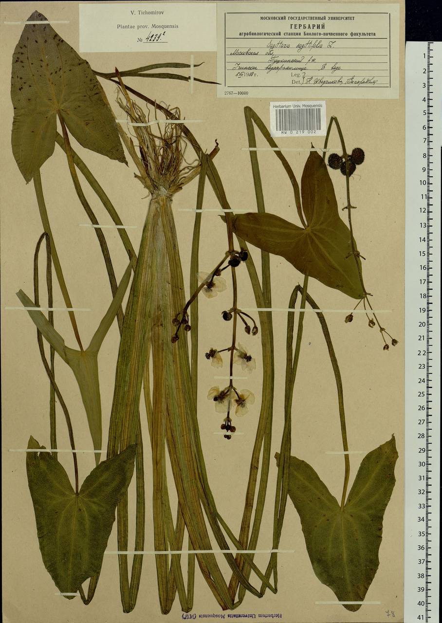 Sagittaria sagittifolia L., Eastern Europe, Moscow region (E4a) (Russia)