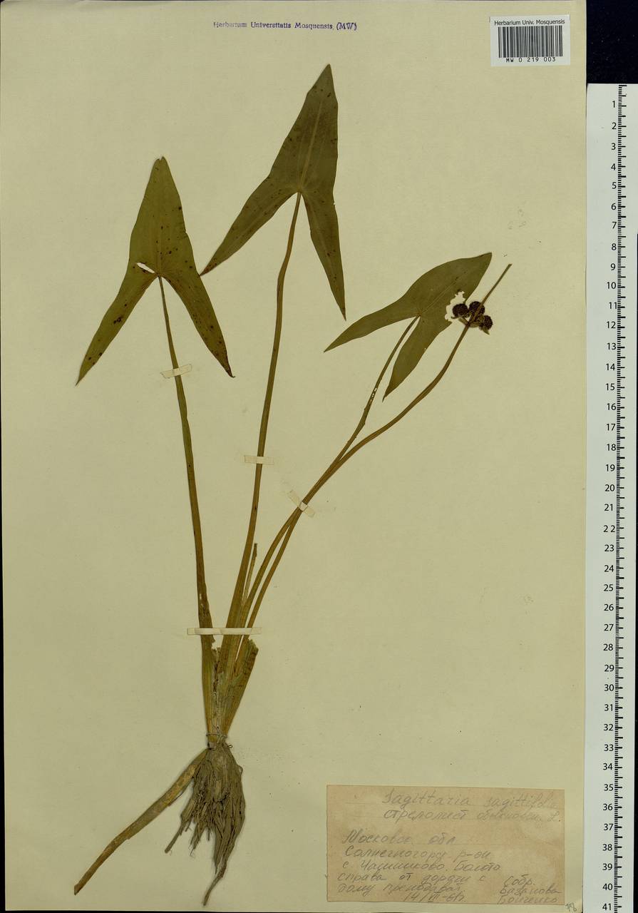 Sagittaria sagittifolia L., Eastern Europe, Moscow region (E4a) (Russia)