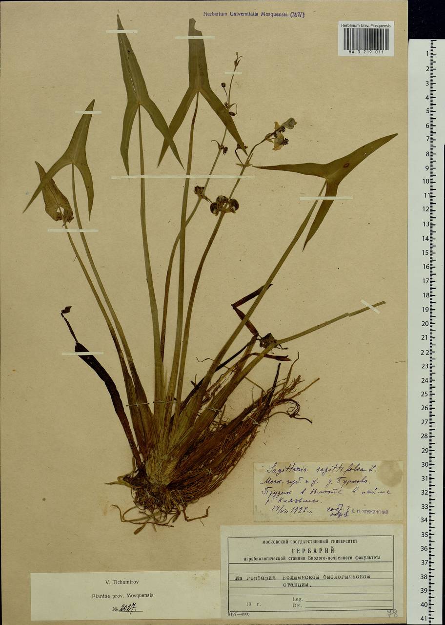 Sagittaria sagittifolia L., Eastern Europe, Moscow region (E4a) (Russia)