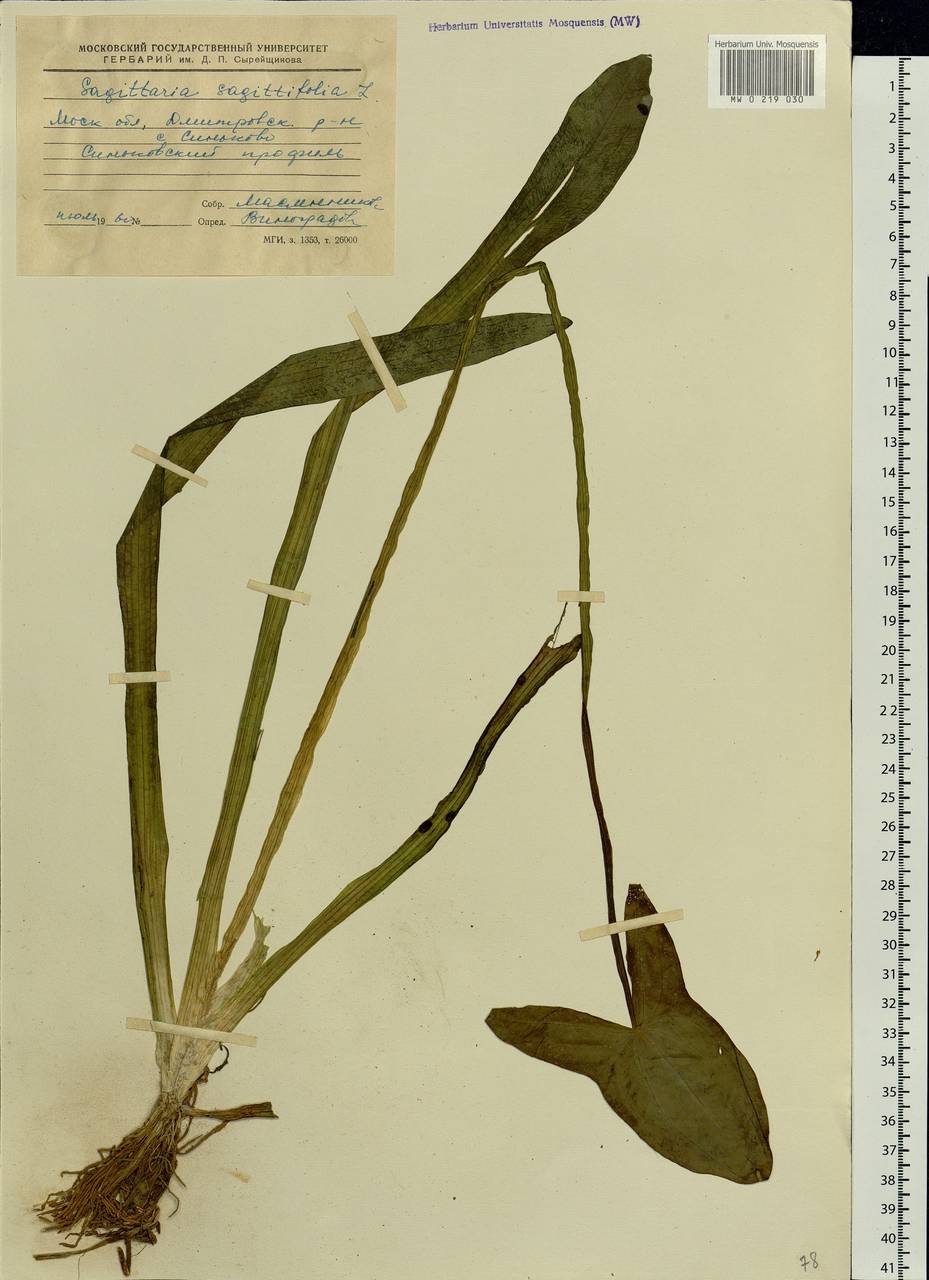 Sagittaria sagittifolia L., Eastern Europe, Moscow region (E4a) (Russia)