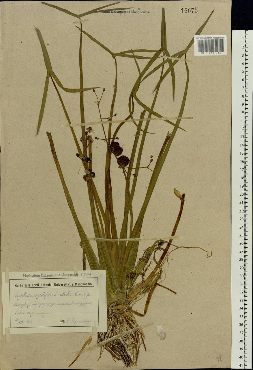 Sagittaria sagittifolia L., Eastern Europe, Moscow region (E4a) (Russia)