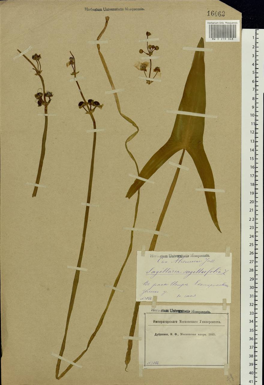 Sagittaria sagittifolia L., Eastern Europe, Moscow region (E4a) (Russia)