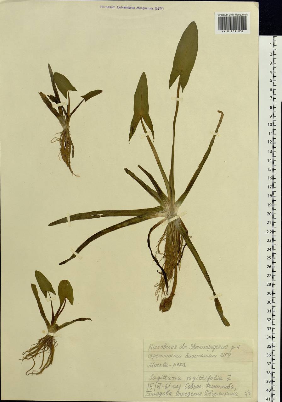 Sagittaria sagittifolia L., Eastern Europe, Moscow region (E4a) (Russia)