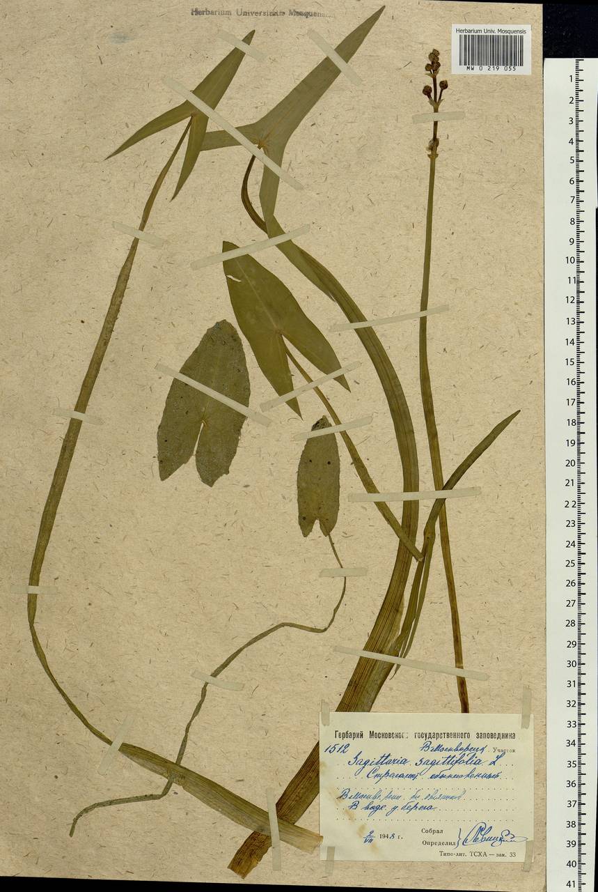 Sagittaria sagittifolia L., Eastern Europe, Moscow region (E4a) (Russia)