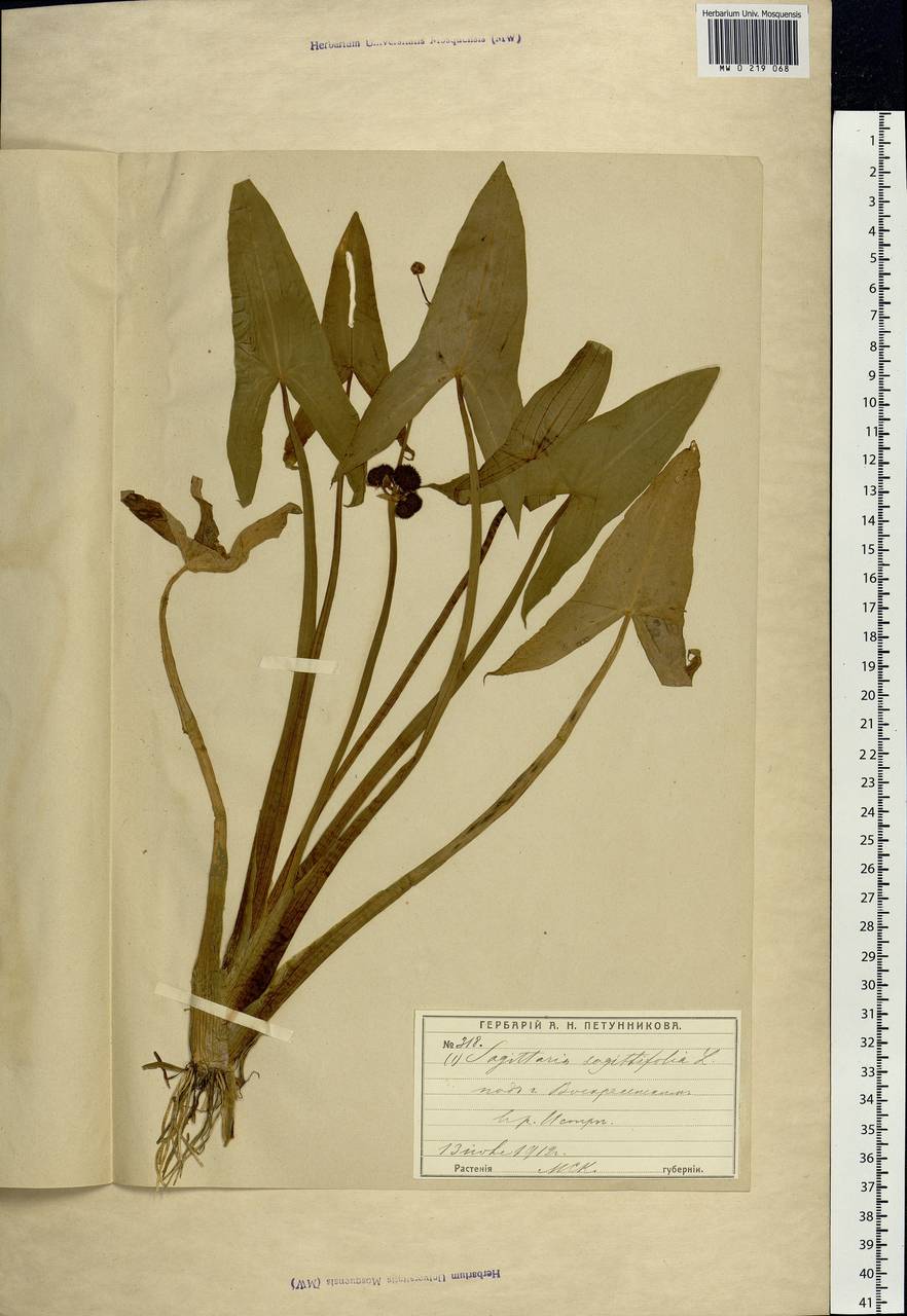 Sagittaria sagittifolia L., Eastern Europe, Moscow region (E4a) (Russia)