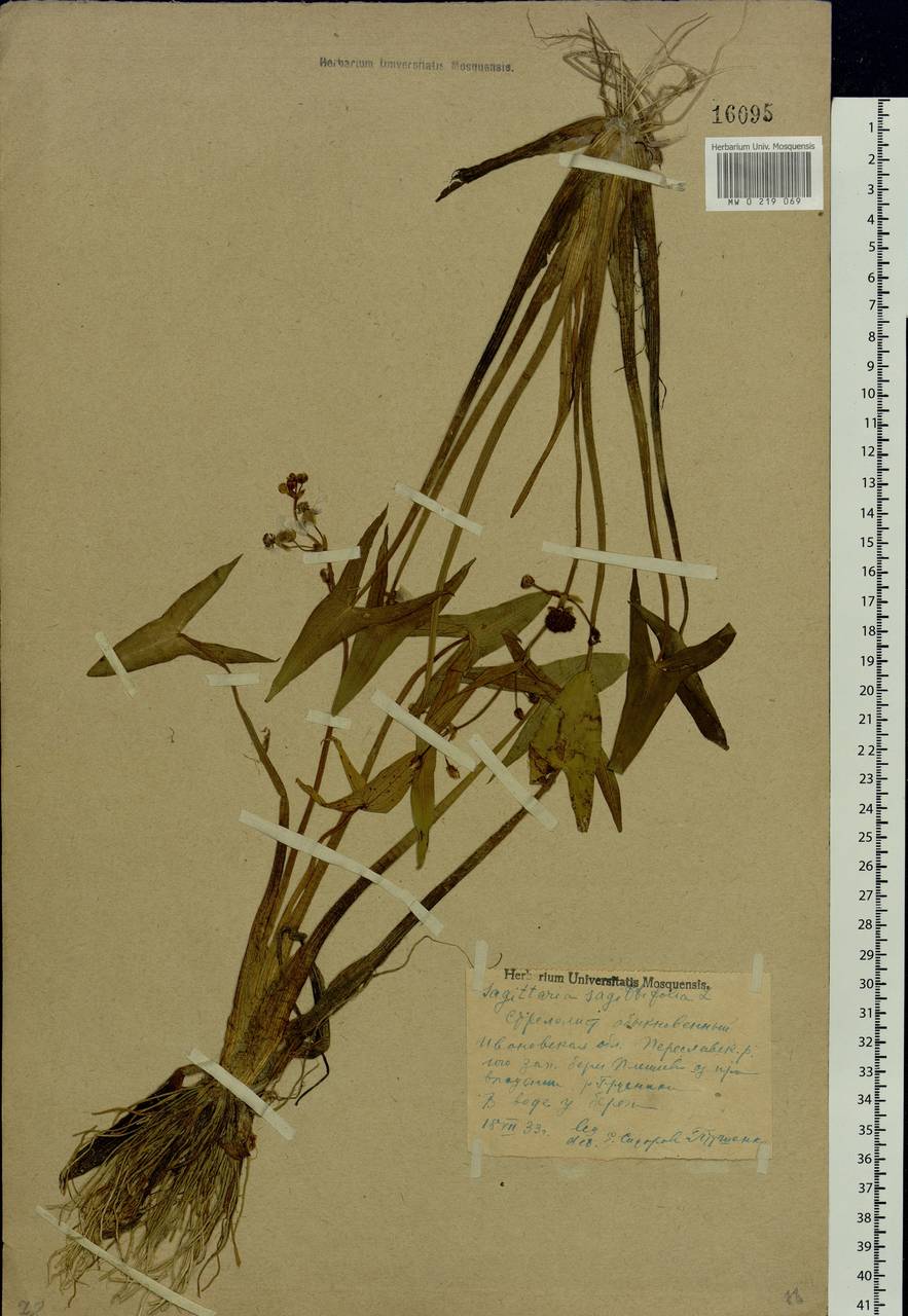 Sagittaria sagittifolia L., Eastern Europe, Central forest region (E5) (Russia)