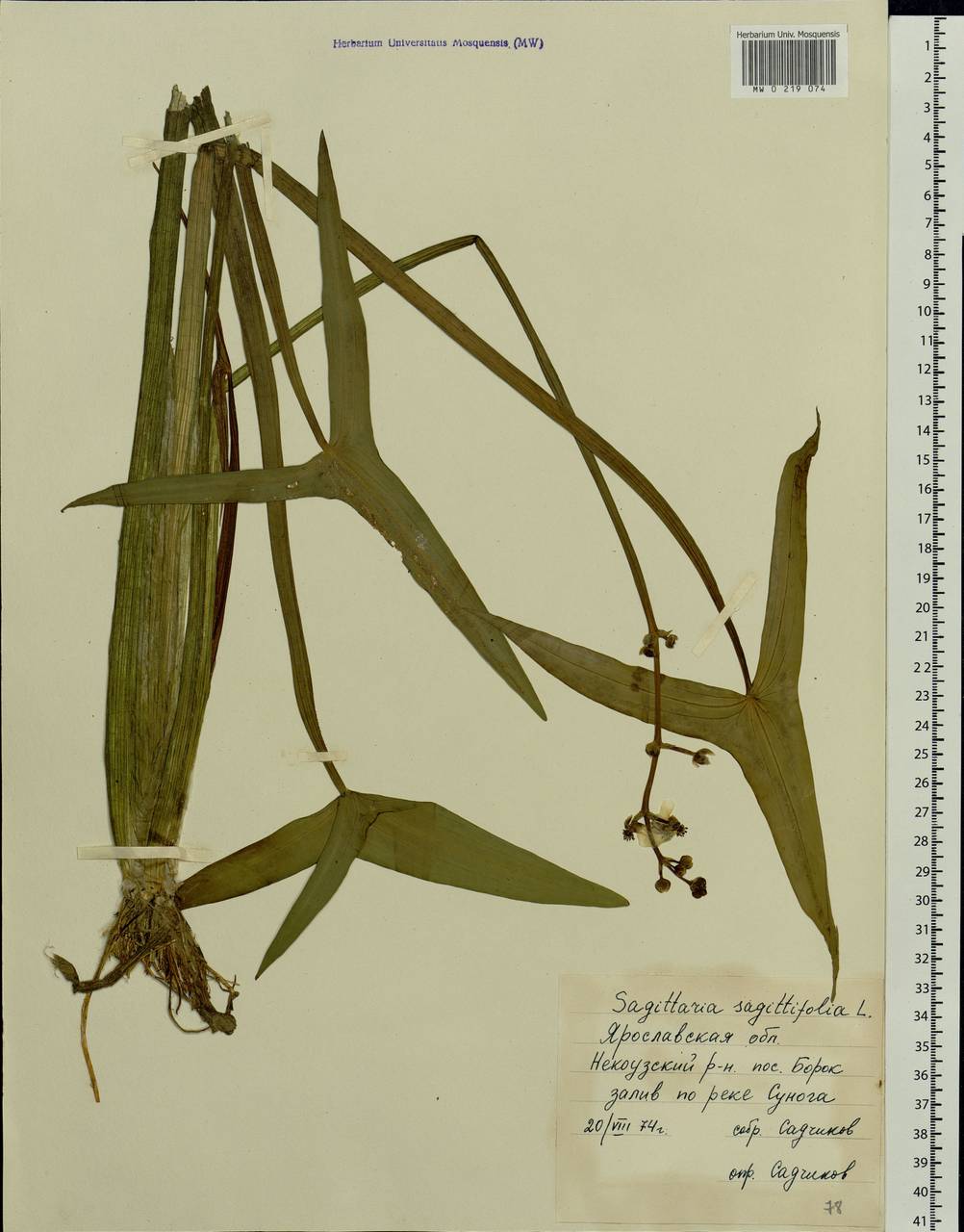 Sagittaria sagittifolia L., Eastern Europe, Central forest region (E5) (Russia)