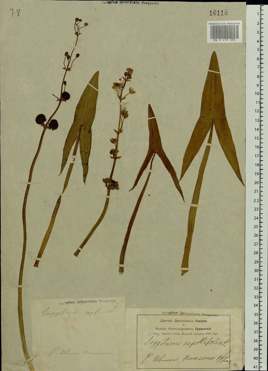 Sagittaria sagittifolia L., Eastern Europe, Central forest-and-steppe region (E6) (Russia)