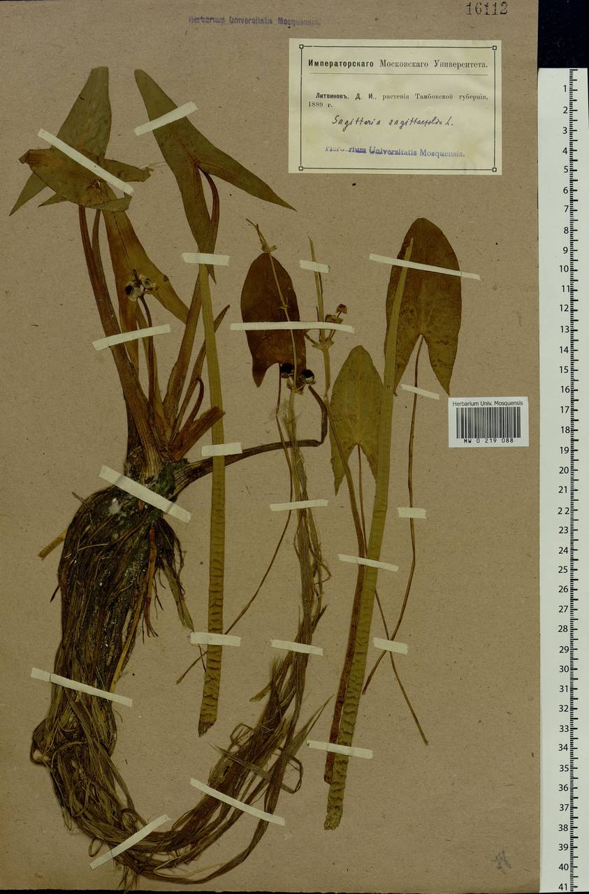 Sagittaria sagittifolia L., Eastern Europe, Central forest-and-steppe region (E6) (Russia)