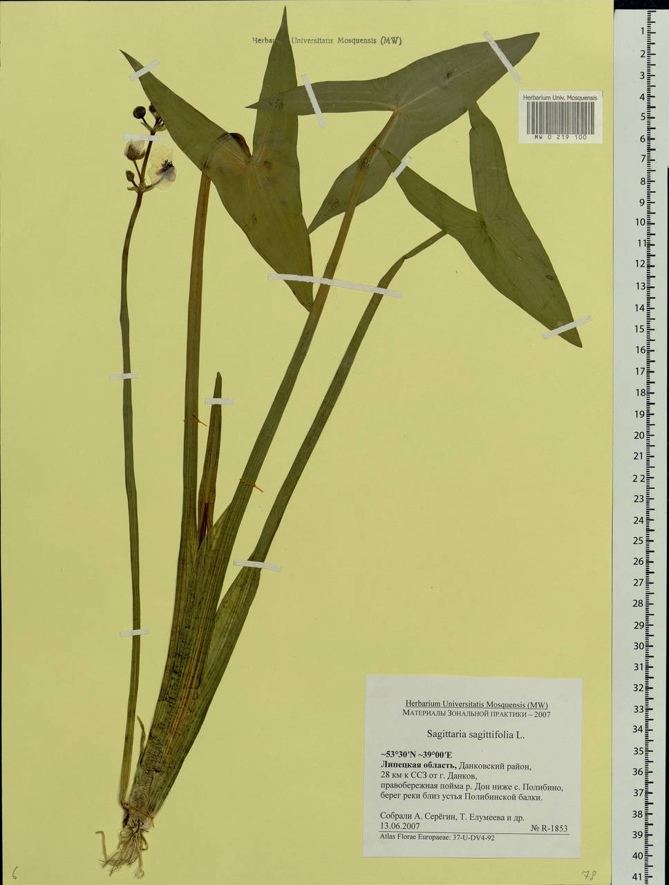 Sagittaria sagittifolia L., Eastern Europe, Central forest-and-steppe region (E6) (Russia)