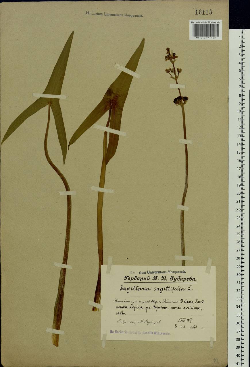 Sagittaria sagittifolia L., Eastern Europe, Volga-Kama region (E7) (Russia)