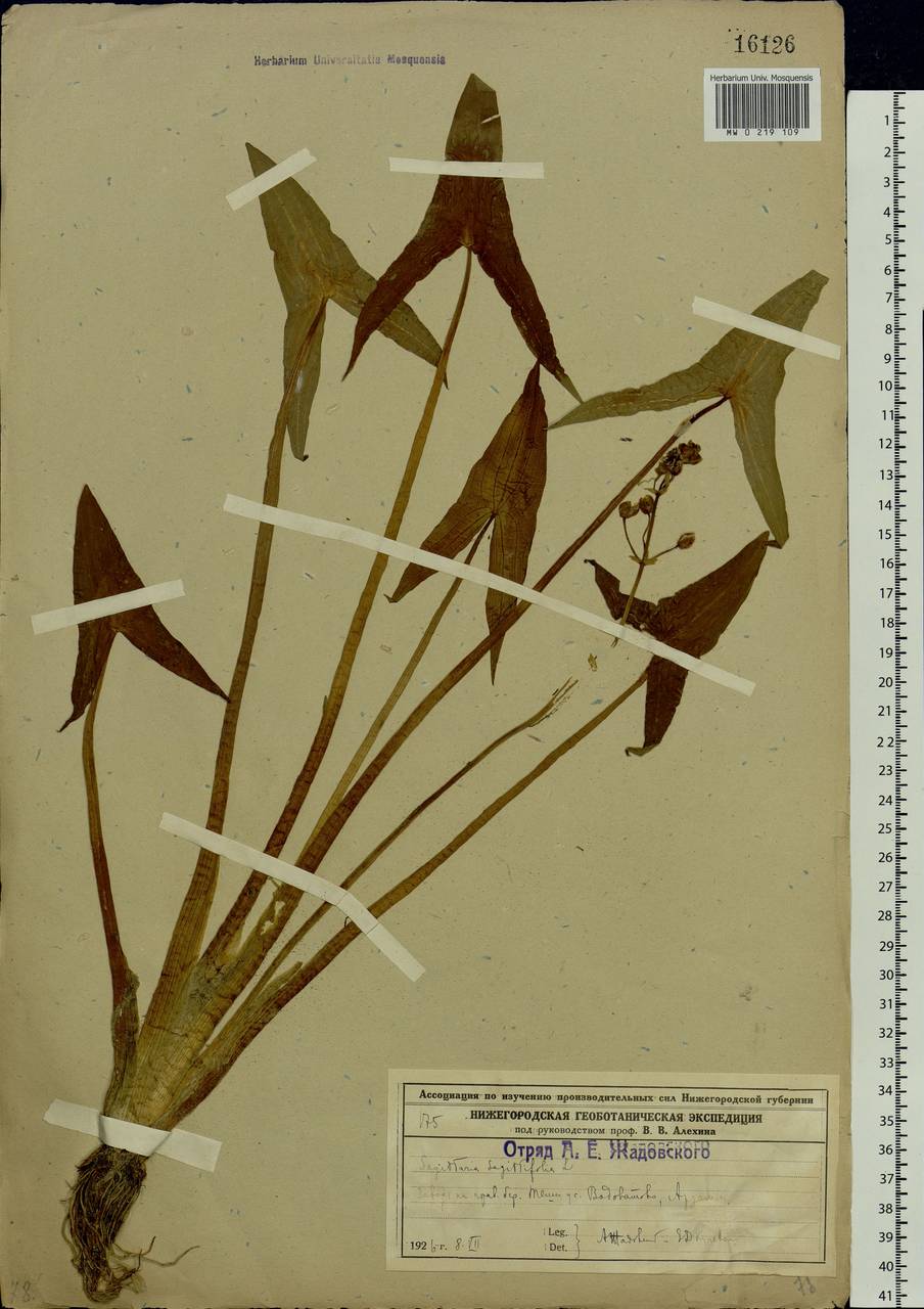 Sagittaria sagittifolia L., Eastern Europe, Volga-Kama region (E7) (Russia)