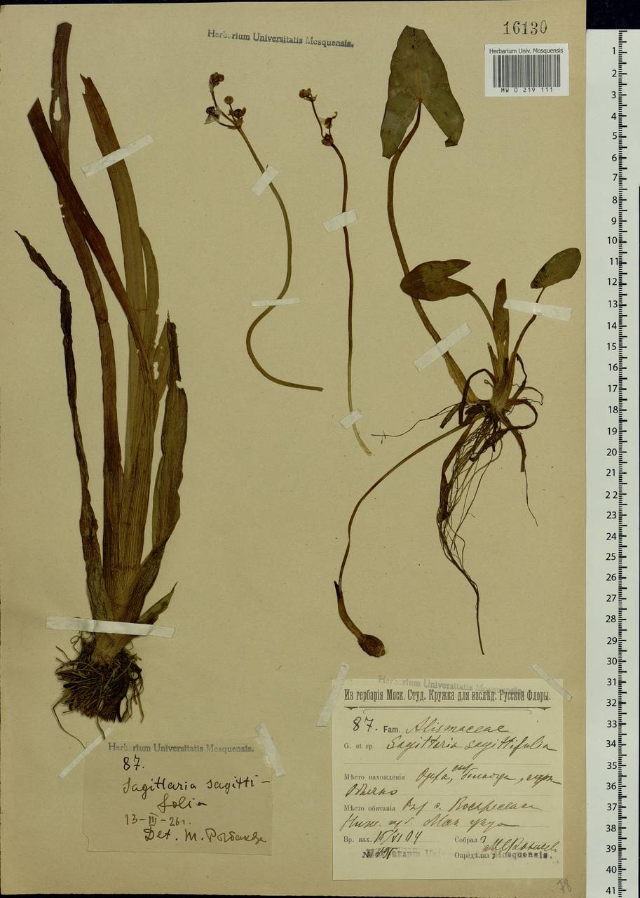 Sagittaria sagittifolia L., Eastern Europe, Volga-Kama region (E7) (Russia)