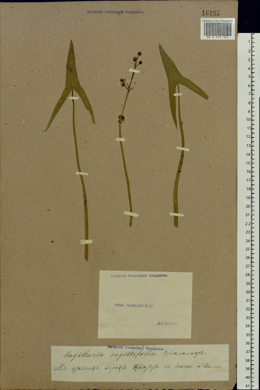 Sagittaria sagittifolia L., Eastern Europe, Middle Volga region (E8) (Russia)