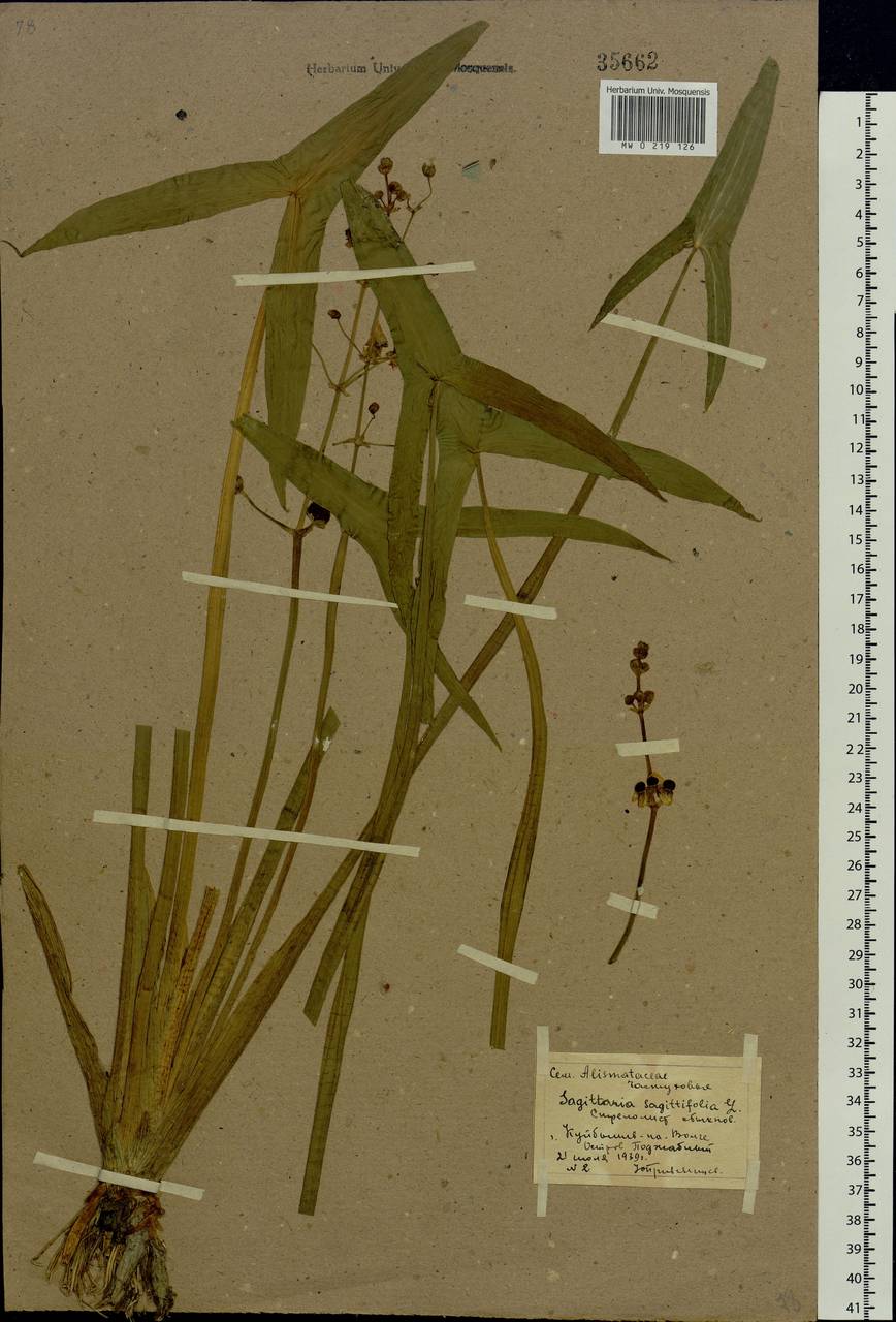 Sagittaria sagittifolia L., Eastern Europe, Middle Volga region (E8) (Russia)