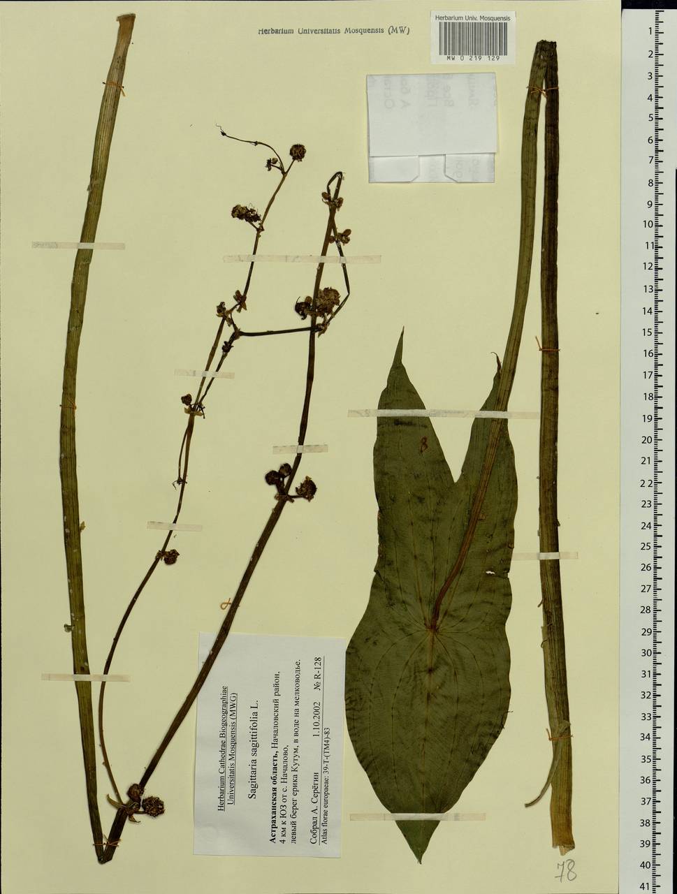 Sagittaria sagittifolia L., Eastern Europe, Lower Volga region (E9) (Russia)