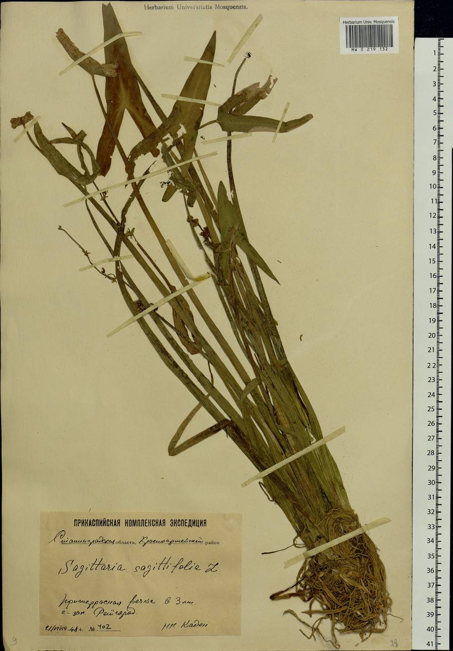 Sagittaria sagittifolia L., Eastern Europe, Lower Volga region (E9) (Russia)