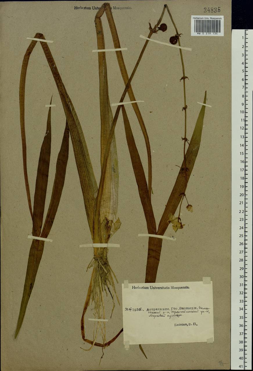 Sagittaria sagittifolia L., Eastern Europe, Lower Volga region (E9) (Russia)