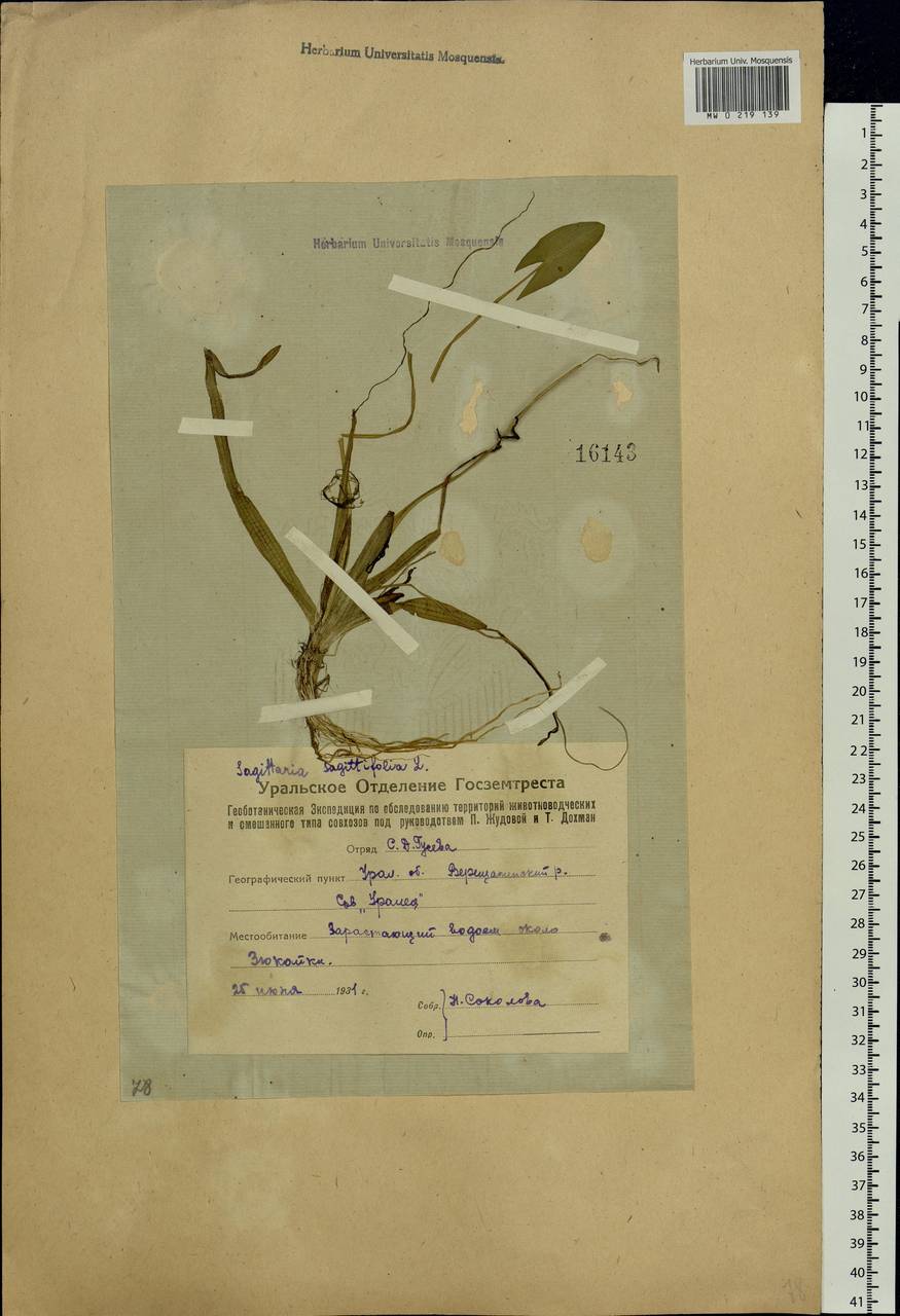 Sagittaria sagittifolia L., Eastern Europe, Eastern region (E10) (Russia)