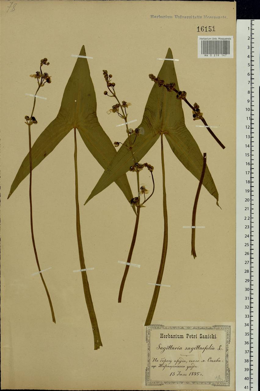 Sagittaria sagittifolia L., Eastern Europe, North Ukrainian region (E11) (Ukraine)
