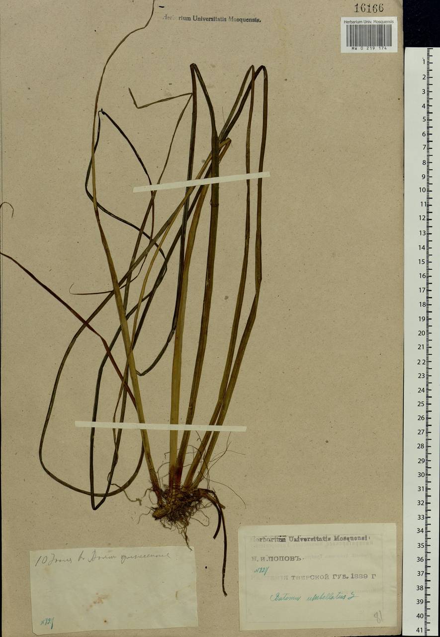 Butomus umbellatus L., Eastern Europe, North-Western region (E2) (Russia)