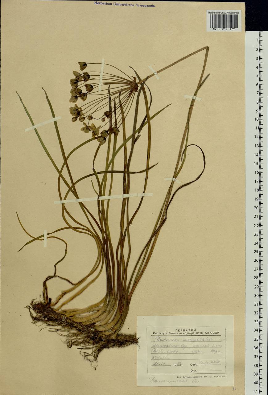 Butomus umbellatus L., Eastern Europe, North-Western region (E2) (Russia)