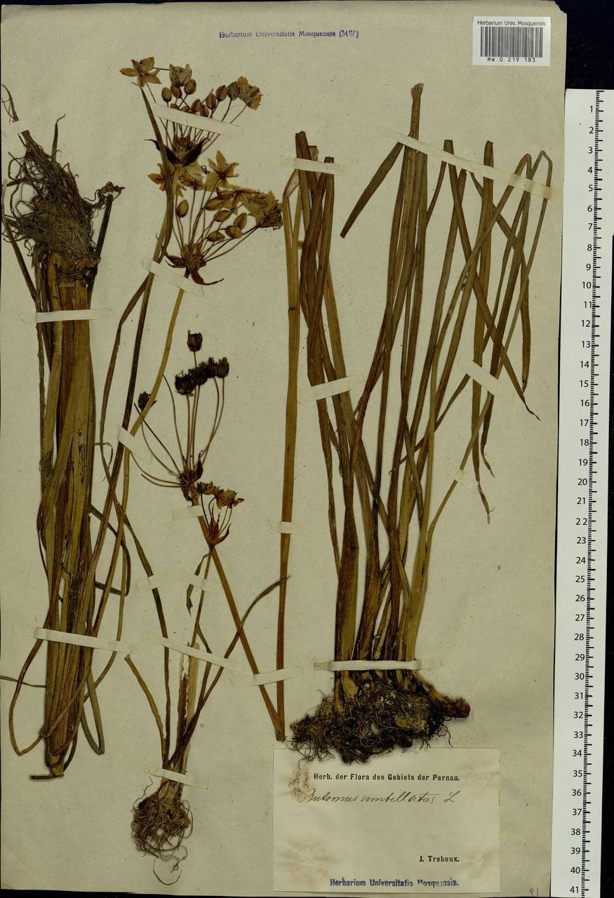Butomus umbellatus L., Eastern Europe, Estonia (E2c) (Estonia)