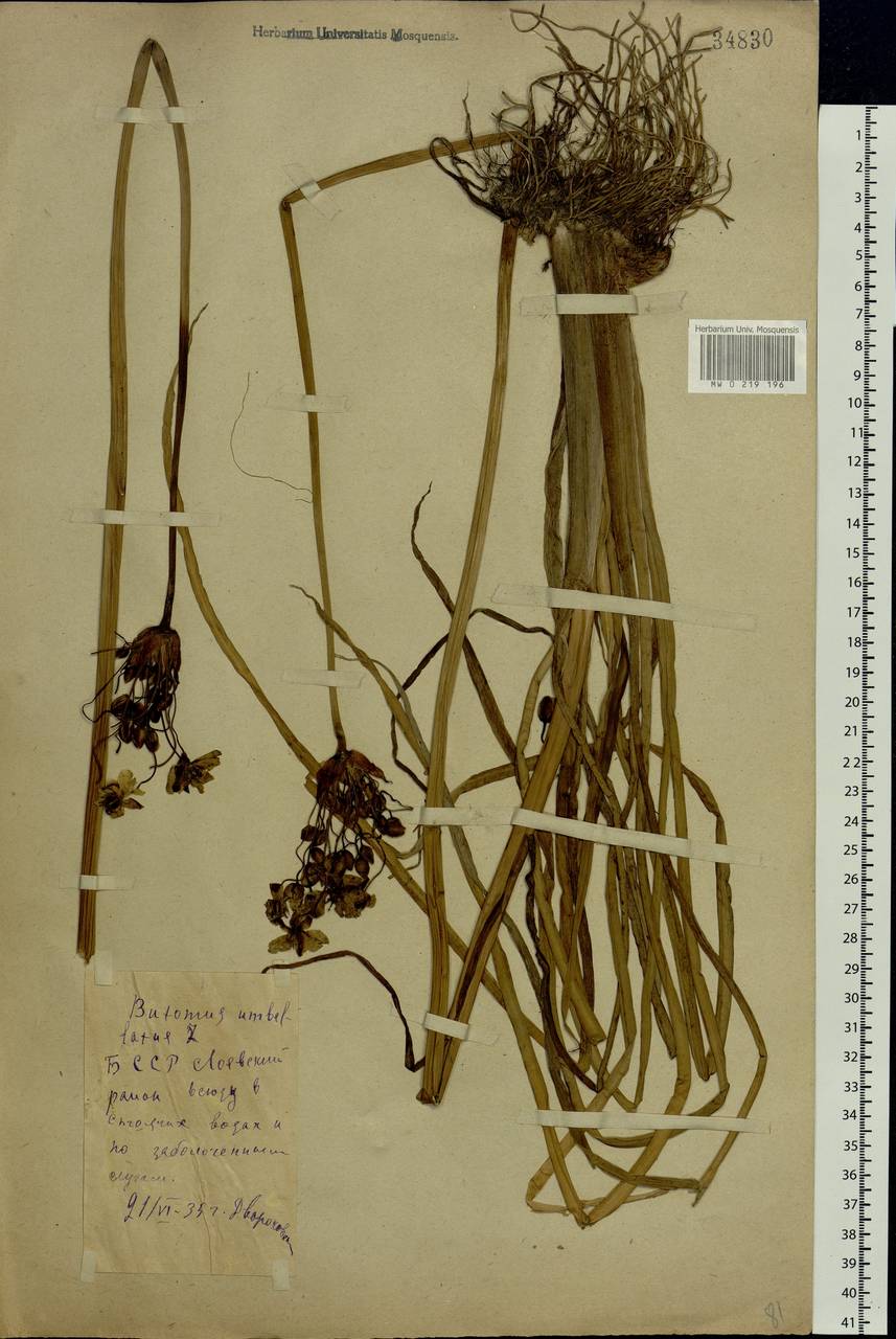 Butomus umbellatus L., Eastern Europe, Belarus (E3a) (Belarus)