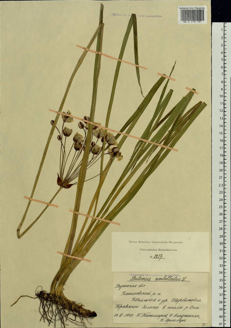 Butomus umbellatus L., Eastern Europe, Central region (E4) (Russia)