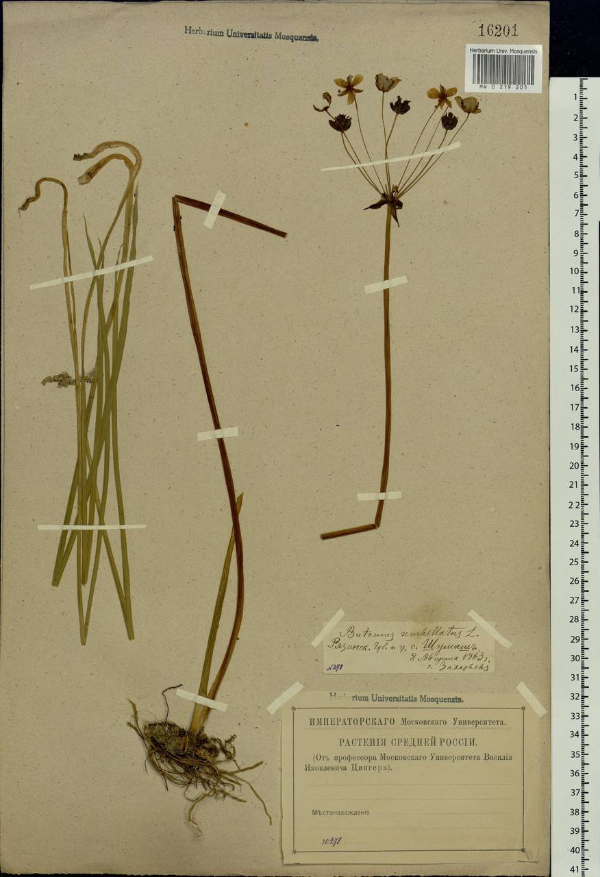 Butomus umbellatus L., Eastern Europe, Central region (E4) (Russia)