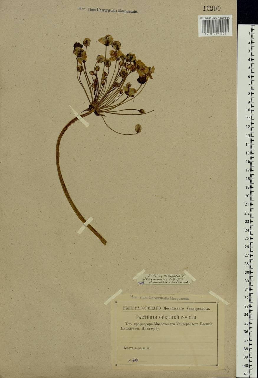 Butomus umbellatus L., Eastern Europe, Central region (E4) (Russia)