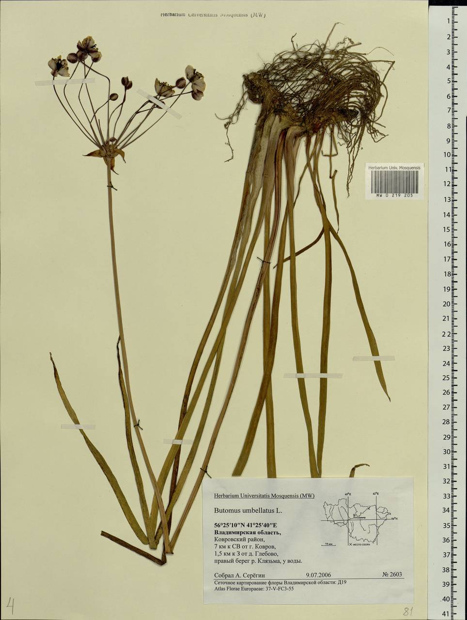 Butomus umbellatus L., Eastern Europe, Central region (E4) (Russia)