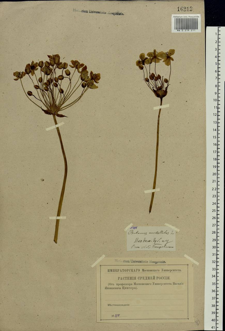 Butomus umbellatus L., Eastern Europe, Central region (E4) (Russia)