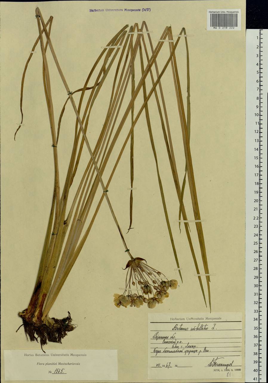 Butomus umbellatus L., Eastern Europe, Central region (E4) (Russia)