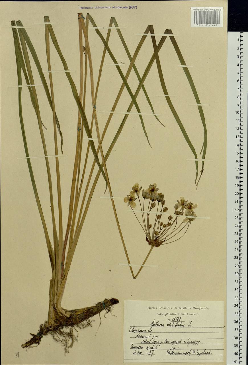 Butomus umbellatus L., Eastern Europe, Central region (E4) (Russia)