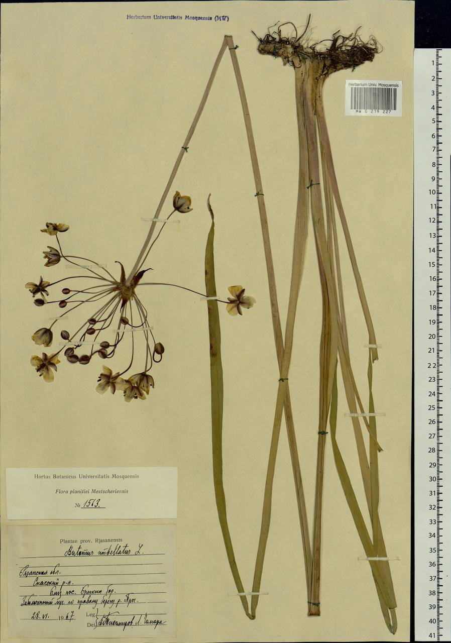 Butomus umbellatus L., Eastern Europe, Central region (E4) (Russia)