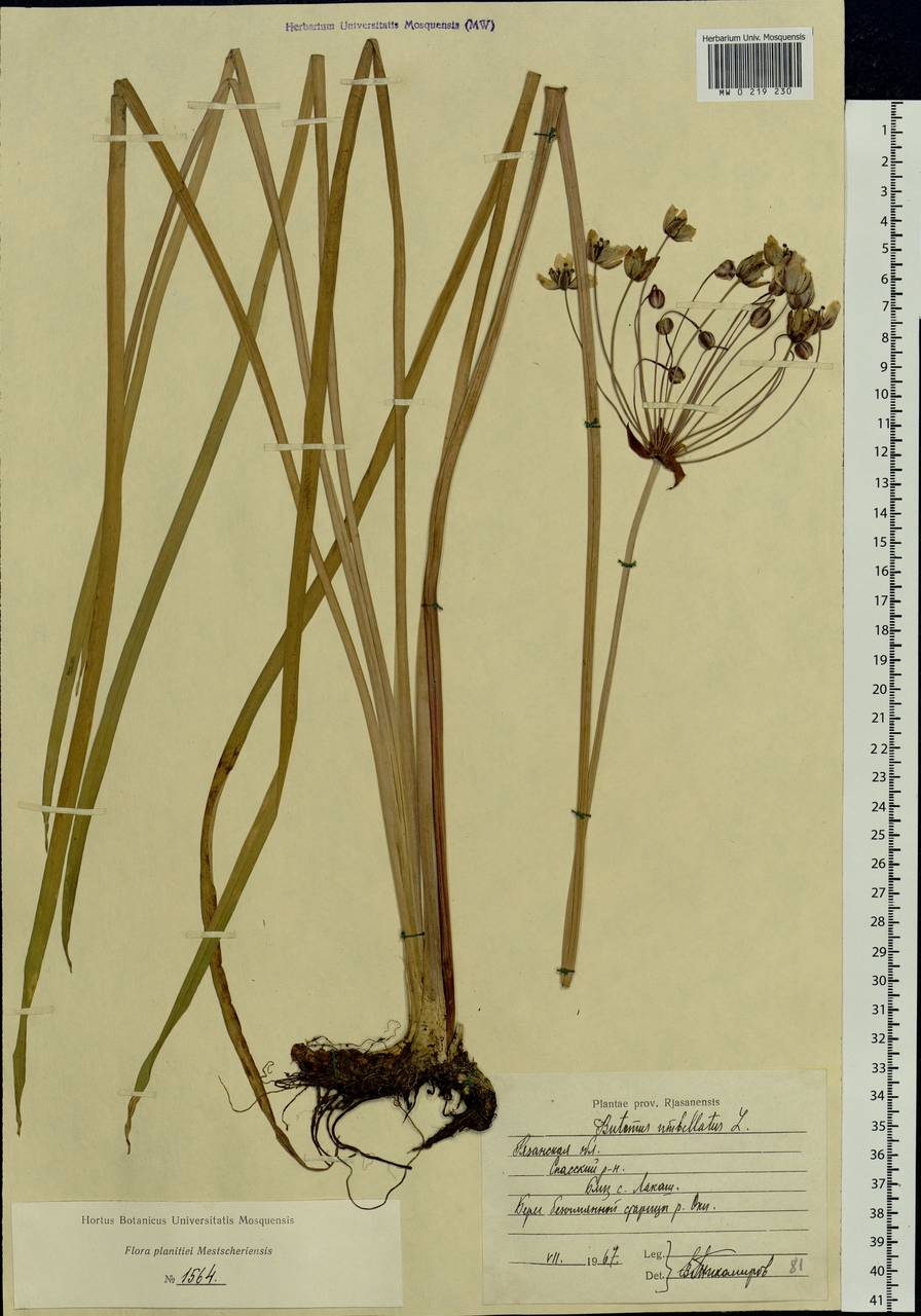 Butomus umbellatus L., Eastern Europe, Central region (E4) (Russia)