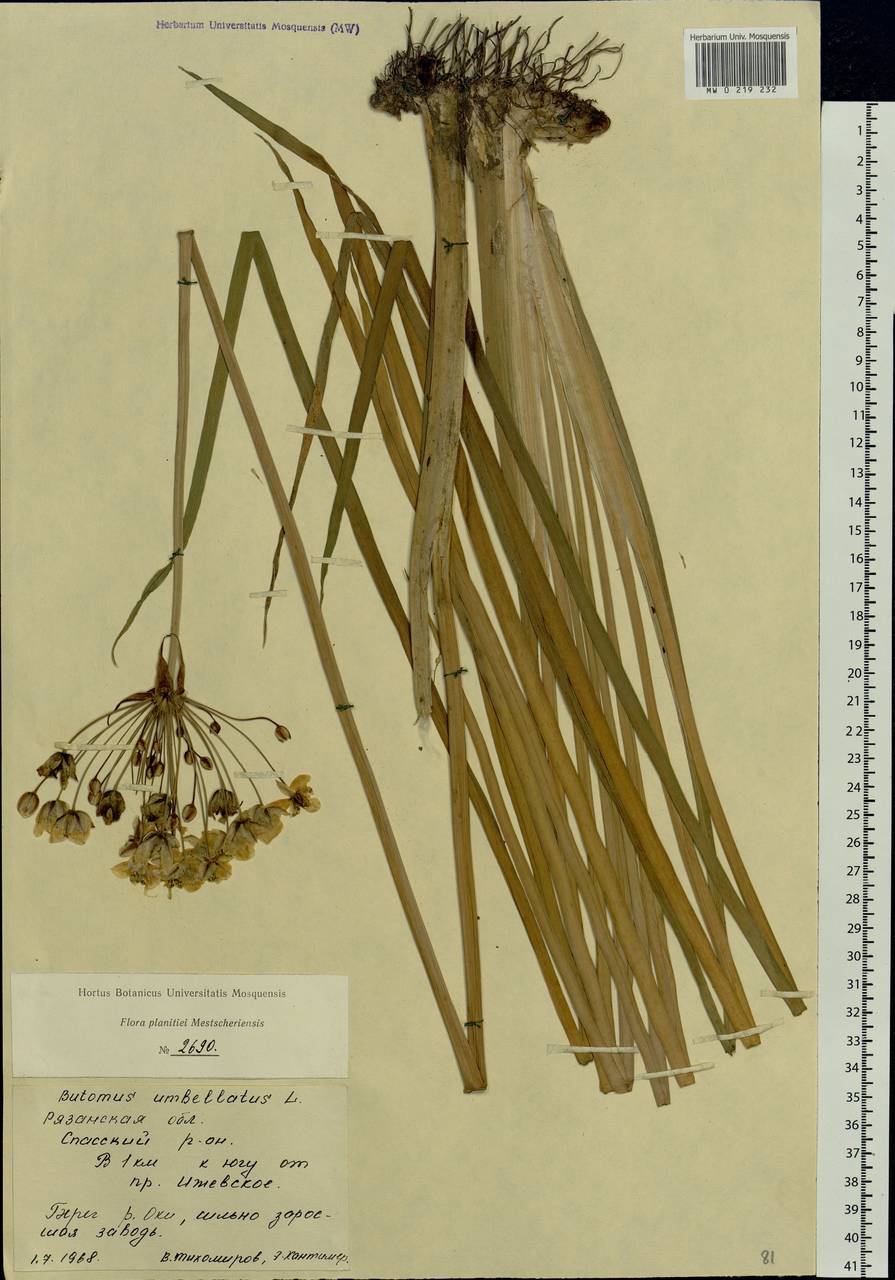 Butomus umbellatus L., Eastern Europe, Central region (E4) (Russia)
