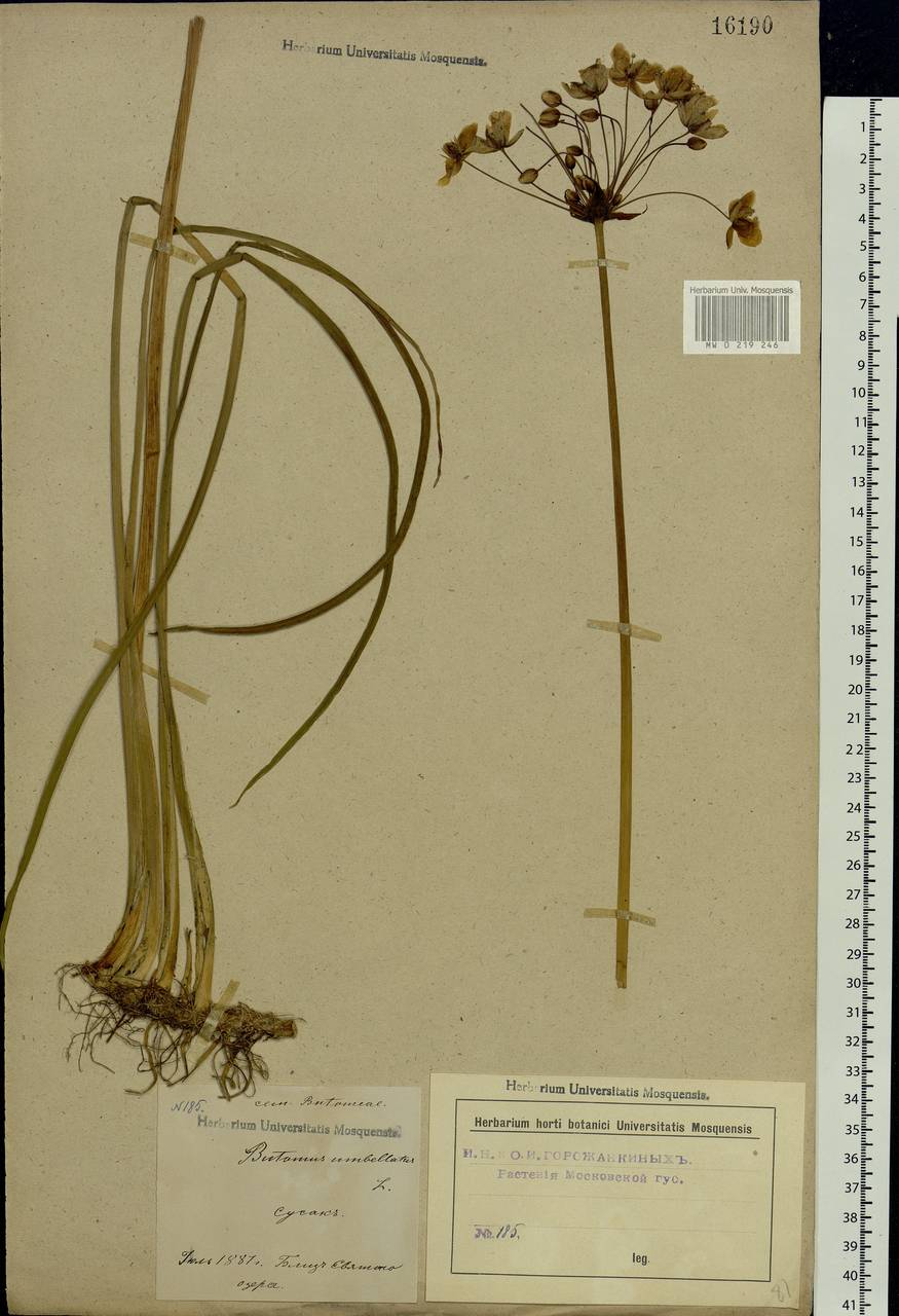 Butomus umbellatus L., Eastern Europe, Moscow region (E4a) (Russia)