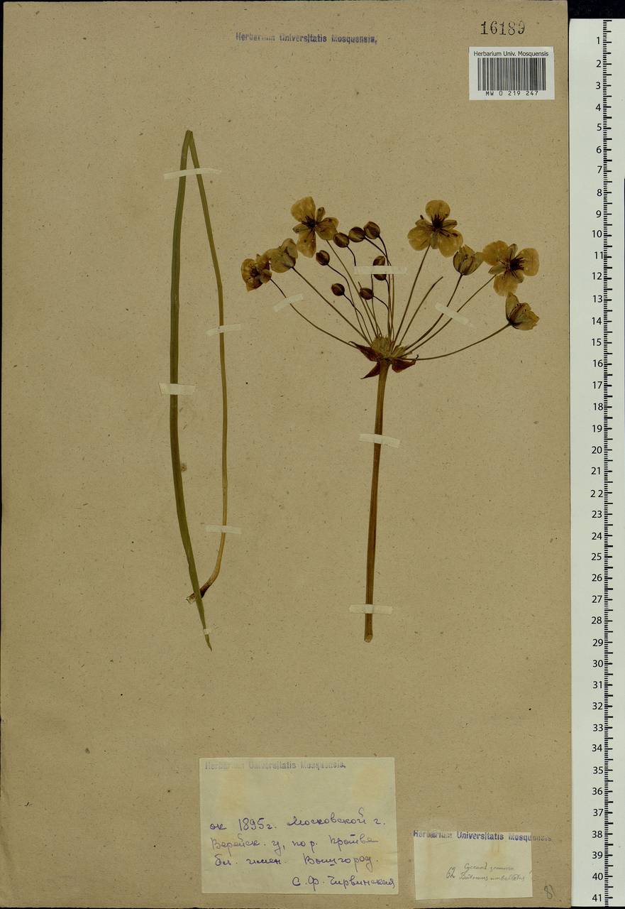 Butomus umbellatus L., Eastern Europe, Moscow region (E4a) (Russia)